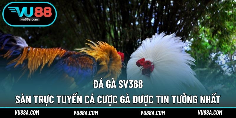 Đá Gà SV368